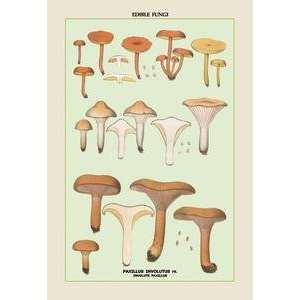  Paper poster printed on 12 x 18 stock. Edible Fungi 