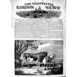  1848 ALDERNEY CATTLE COWS ANIMALS JAMES WARD ART