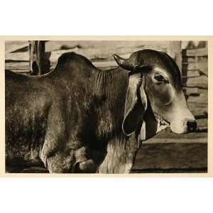  1937 Zebu Humped Bos Indicus Cattle Brazil Photogravure 