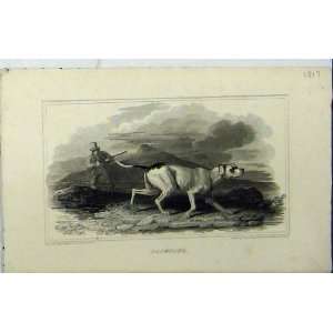  1817 Man Hunting Gun Dog Pointer Mountain Scene Print 
