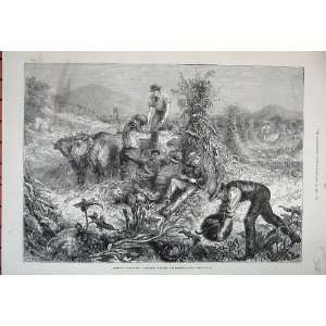   1881 America Gathering Pumpkins Husking Maize Cattle