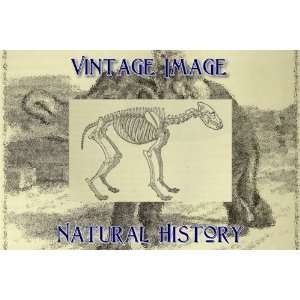   Fridge Magnet Vintage Natural History Image Skeleton of Spotted Hyaena