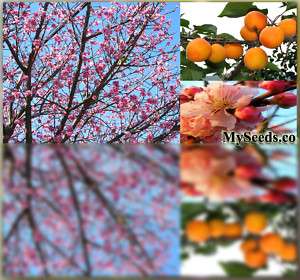 Manchurian Apricot Tree Seeds ~ FRAGRANT PINK FLOWERS ~ Prunus 