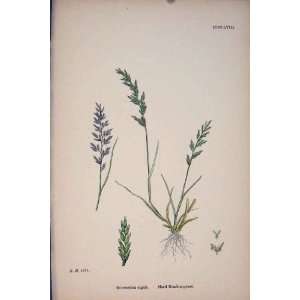  Hard Meadow Grass Flower Plant Colour Old Print 187
