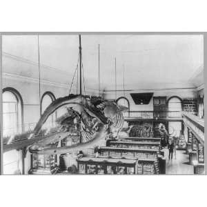  Mastadon Skeletons,Geological Museum,Rutgers College,NJ 