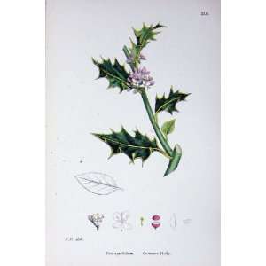  Botany Plants C1902 Common Holly Ilex Aquifolium Colour 