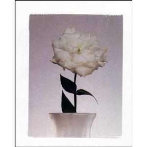  Gardenia Poster Print