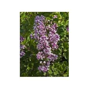  Korean Lilac One Gallon by Monrovia Growers Patio, Lawn 