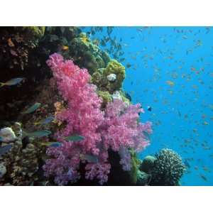  Underwater Coral Pink Reef Murals