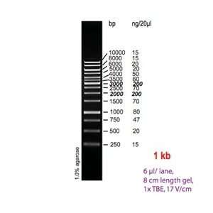 DNA marker, 1kb , 600ul, Quantitative Ready to use  