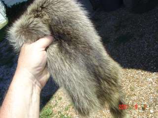 Raccoon pelt fur wild skin for hunting cabin/fireplace  