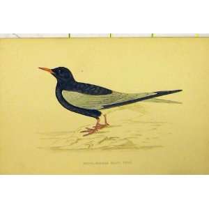  White Winged Black Tern Bird C1880 Hand Coloured Print 