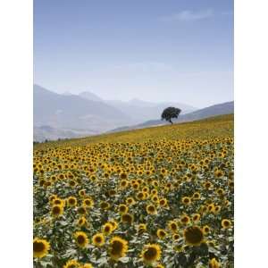  Sunflowers, Near Ronda, Andalucia, Spain, Europe Stretched 