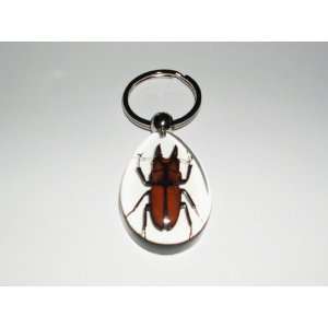 Clear Real Insect Keychain (SK0913)