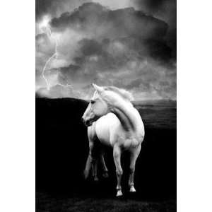  White Horse Poster Print