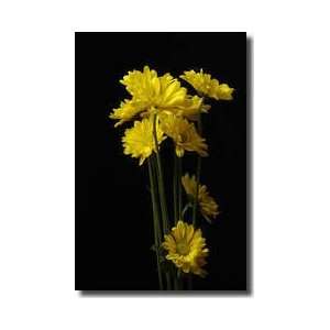   Of Chrysanthemums Lincoln Nebraska Giclee Print