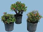 salmon crown of thorns euphorbia rooted 1 gal plant expedited
