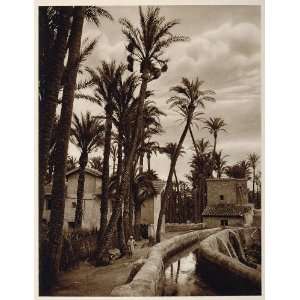  1925 Date Palm Grove Palmera Elche Spain Kurt Hielscher 
