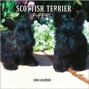  Scottish Terrier Puppies 2008 Mini Wall Calendar Office 