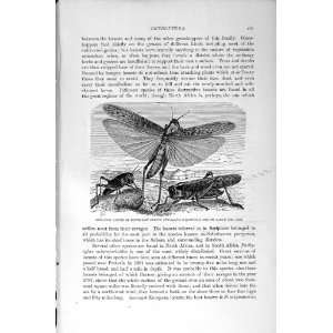  NATURAL HISTORY 1896 LOCUST EUROPE LARVAE INSECTS