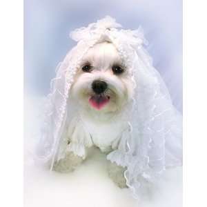 Dog Wedding Dress