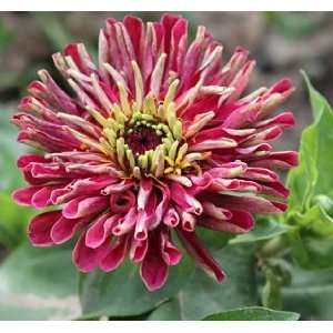  Whixlor Devil Zinnia Seed Pack Patio, Lawn & Garden