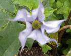 150 DATURA STRAMONIUM Lilac Le Fleur Jimson Weed Seeds  
