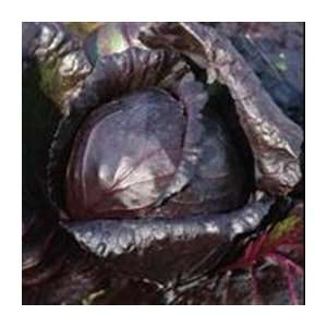  Organic Red Express Cabbage   1/32oz. Bulk Vegetable Seed 