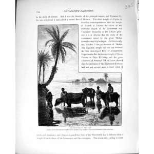   Palestine 1881 Silhouette River Nile Buffaloes Egypt