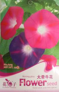 A013 Flower Pink Moring Glory Ipomoea purpurea Seed Pk  
