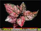 New AGLONEMA RED ELEPHENT LEAF New Variety SUPER RED Color RARE items 