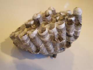 real bee wasp hornet honeycomb nest hive for decoration  