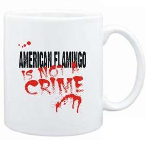   American Flamingo is not a crime  Animals