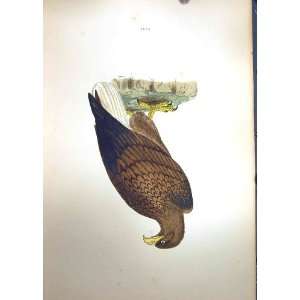  1851 British Bird Prey Erne Nature Colour Plate Morris 