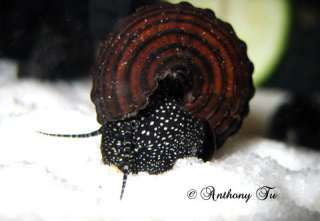 Common Name Rabbit Snails White Spotted