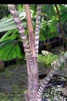 ZEBRA Fishtail Caryota zebrina LIVE Palm Tree 2 Gallon  