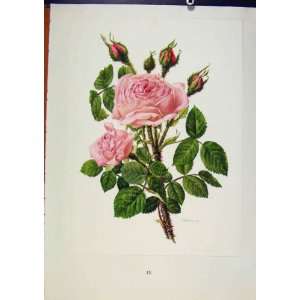    Plate 3 Rosa Centifolia Muscosa Moss Rose Old Print