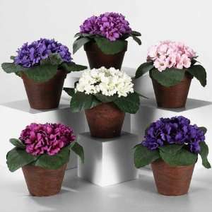 Assorted African Violets in Clay Pot, Set of 12  Kitchen 
