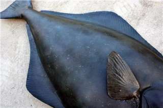 Big XXL Halibut fish replica mount  Huge and Detailed  