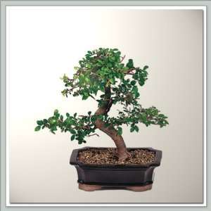 Nursery Direct Chinese Elm Bonsai Tree I  Grocery 