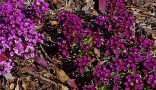 Lobularia maritima  violetter Duftsteinrich, 200 Korn #182  