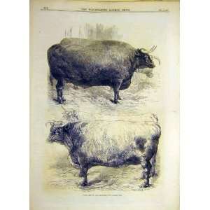1870 Prize Oxen Smithfield Cattle Show Animal Old Print  
