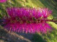 Violet Bottlebrush Callistemon *AMAZING* hummers seeds  