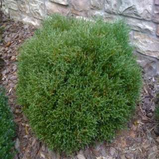 Mr. Bowling Ball Arborvitae Shrub T130512 