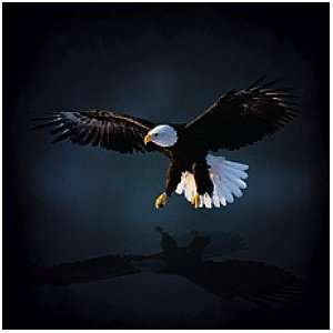 Kunstdruck 49x49 Weißkopfseeadler Seeadler Adler Greifvogel USA Deko 