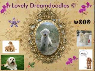 LOVELY DREAMDOODLES PLANT MINI / MEDIUM LABRADOODLES ZU ANF APRIL in 