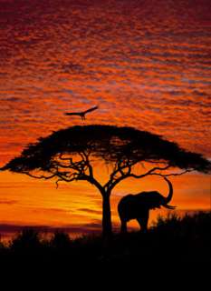Fototapete Afrika Sonnenuntergang 4 501 194x270 Elefant  