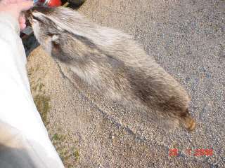 Super raccoon pelt dressed fur hide skin animal wild  