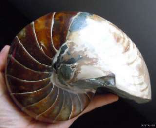 1822G 4.0 lb 146*120mm huge fossil ammonite polished Madagascar rare 