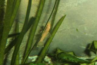 Albino Antennenwels in Baden Württemberg   Laupheim  Fische 